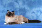 lying sacred birman