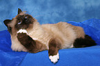 lying sacred birman