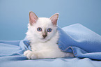 Birman Cat