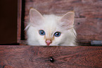 Sacred Birman Kitten