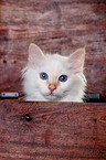 Sacred Birman Kitten