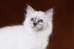 Sacred Birman Kitten