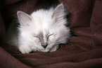 Sacred Birman Kitten