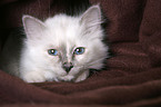 Sacred Birman Kitten