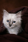 Sacred Birman Kitten