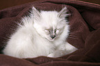 Sacred Birman Kitten