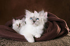 Sacred Birman Kitten