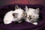 Sacred Birman Kitten