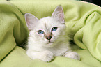 Sacred Birman Kitten