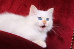 Sacred Birman Kitten