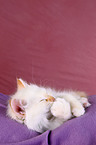Sacred Birman Kitten