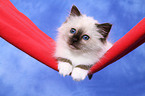 Sacred Birman Kitten