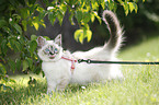 Sacred Birman kitten