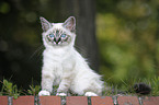 Sacred Birman kitten