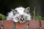 Sacred Birman kitten