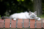 Sacred Birman kitten