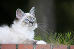 Sacred Birman kitten