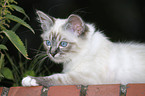 Sacred Birman kitten