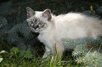 Sacred Birman kitten