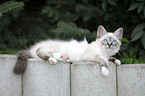 Sacred Birman kitten