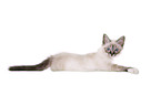 Sacred Birman kitten