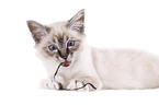 Sacred Birman kitten