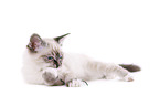 Sacred Birman kitten