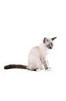 Sacred Birman kitten