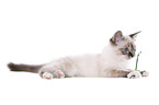 Sacred Birman kitten