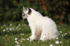 sitting Sacred Birman