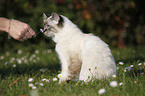 sitting Sacred Birman