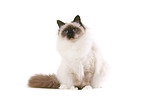 sitting sacred Birman