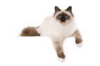 sacred Birman