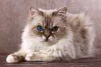 lying Sacred Birman tomcat