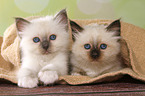 2 lying Sacred Birman kitten