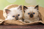 2 lying Sacred Birman kitten