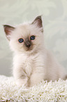 sitting Sacred Birman kitten