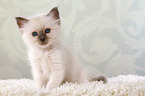 sitting Sacred Birman kitten