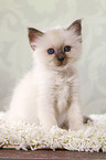 sitting Sacred Birman kitten