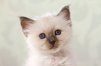 Sacred Birman kitten portrait