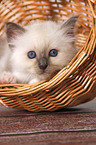 Sacred Birman kitten in basket