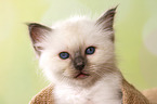 Sacred Birman kitten portrait