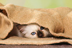 hiding Sacred Birman kitten