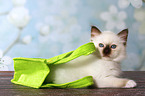 lying Sacred Birman kitten