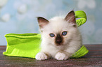 lying Sacred Birman kitten