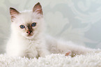 lying Sacred Birman kitten