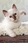 lying Sacred Birman kitten