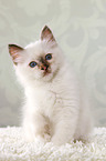 sitting Sacred Birman kitten