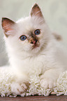 lying Sacred Birman kitten