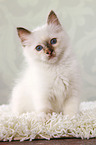 sitting Sacred Birman kitten